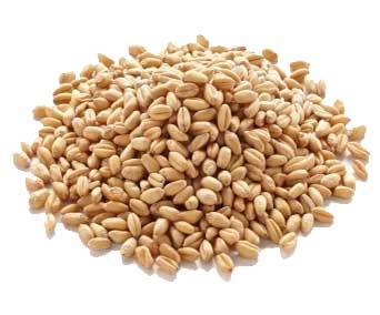Durum Wheat Exporter India Indore